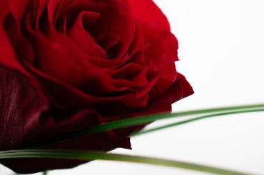 Canlı kırmızı bir gülün karmaşık tabakaları, yeşil yaprakların ipuçlarıyla. Zamansız zarafet ve romantik cazibe yayar. Aşk teması, çiçek aranjmanı ya da sofistike markalaşma için mükemmel.