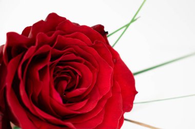 Canlı kırmızı bir gülün karmaşık tabakaları, yeşil yaprakların ipuçlarıyla. Zamansız zarafet ve romantik cazibe yayar. Aşk teması, çiçek aranjmanı ya da sofistike markalaşma için mükemmel.