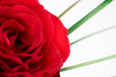 Canlı kırmızı bir gülün karmaşık tabakaları, yeşil yaprakların ipuçlarıyla. Zamansız zarafet ve romantik cazibe yayar. Aşk teması, çiçek aranjmanı ya da sofistike markalaşma için mükemmel.