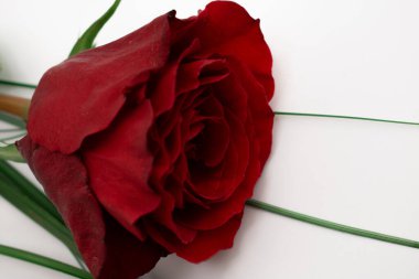 Canlı kırmızı bir gülün karmaşık tabakaları, yeşil yaprakların ipuçlarıyla. Zamansız zarafet ve romantik cazibe yayar. Aşk teması, çiçek aranjmanı ya da sofistike markalaşma için mükemmel.