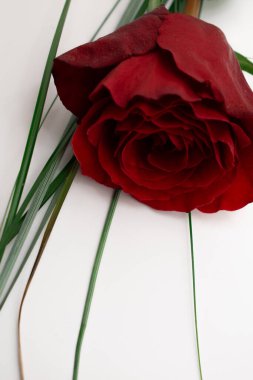 Canlı kırmızı bir gülün karmaşık tabakaları, yeşil yaprakların ipuçlarıyla. Zamansız zarafet ve romantik cazibe yayar. Aşk teması, çiçek aranjmanı ya da sofistike markalaşma için mükemmel.