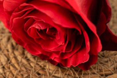 Bu büyüleyici yakın çekim canlı kırmızı bir gülün karmaşık katmanlarını, zamansız zarafet ve romantik cazibeyi vurgular. Aşk teması, çiçek aranjmanı ya da sofistike markalaşma için mükemmel.