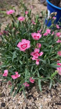 Bahçede açan canlı pembe çiçekler, arka planda saksı bitkisi. Doğa ve büyümenin güzelliğini yakalar. Bahçe, bahar ve sükunet temaları için mükemmeldir..