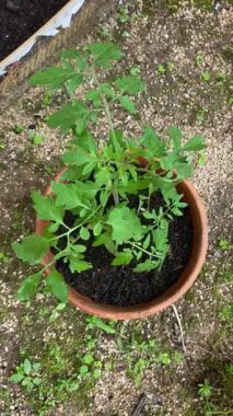Genç bir domates bitkisi terracotta tenceresinin içinde hafif bir esintide sallanıyor. Bu sakin çekim organik büyümeyi, bahçıvanlığı ve doğanın basit güzelliğini ön plana çıkarıyor..