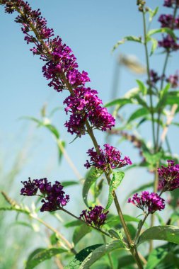 Yumuşak bir odak noktasında küçük mor ve pembe çiçekli canlı bir demet, Buddleja. Doğanın karmaşık güzelliğini ön plana çıkarıyor, bahçe tutkunları, doğa blogları veya çiçek tasarımı için mükemmel.