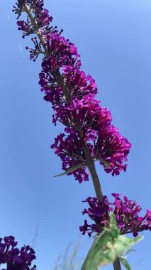 Yumuşak odak noktasında, canlı bir küçük mor ve pembe çiçek kümesi olan Buddleja (kelebek çalısı). Yazın canlı renkleri, bahçe meraklıları, doğa blogları ya da çiçek tasarımı için mükemmel.