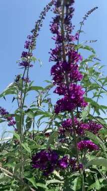 Narin pembe çiçek, taşlarla dolu metal bir ızgaranın etrafında bulanık yeşil bir arka plana doğru kıvrılır. Doğanın esnekliğini ve büyümenin güzelliğini beklenmedik yerlerde yakalar.