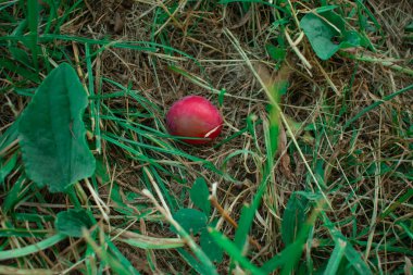 Parlak kırmızı erik yeşil çimenlerin ve kuru samanların arasında doğal toprağın üzerinde duruyor. Taze hasadı, sağlıklı beslenmeyi ve doğanın basit hediyelerini simgeliyor..