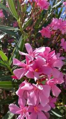 Parlak güneş ışığında canlı pembe zakkum çiçekleri keskin detaylar ve yemyeşil yapraklarla. Güzellik markaları, doğa blogcuları, çiçek tasarımcıları, bahçe dergileri ve refah içeriği için ideal