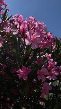 Parlak güneş ışığında canlı pembe zakkum çiçekleri keskin detaylar ve yemyeşil yapraklarla. Güzellik markaları, doğa blogcuları, çiçek tasarımcıları, bahçe dergileri ve refah içeriği için ideal