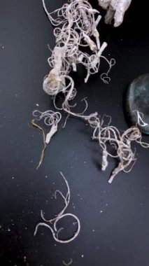 Karanlık huysuz bir zemin üzerinde doğal dokuları olan Labradorite kristali. Meditasyon için mükemmel, kristal iyileştirme, ruhani içerik, ya da bütünsel markalaşmada estetik görseller