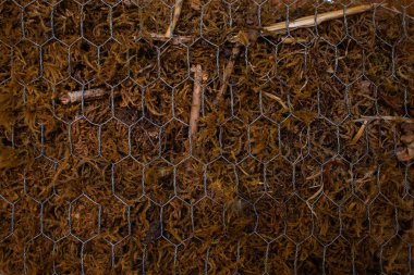 Ağaçların altında saman, kütük, dal ve terasotta saksıları olan tahta böcek oteli. Arıları, uğur böceklerini ve diğer yararlı böcekleri bir bahçe ortamında barındırmak için tasarlandı.