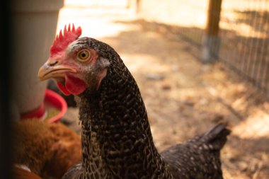 Aralarında bir İpeksi 'nin de bulunduğu melez tavuklar kuru zeminde samanla kırmızı ve beyaz bir kümes hayvanının etrafında toplandılar. Kırsal bir çiftlik ortamında doğal beslenme davranışı