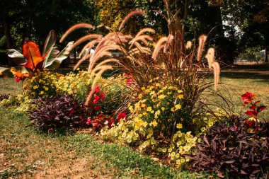 Renkli çiçeklerle süslü otların ve güneşli bir parkta desenli yaprakların alçak açılı fotoğrafı. Beyaz bir bank ve ağaçlar arka planda yavaşça bulanıklaşır ve huzurlu bir bahçe sahnesi yaratır.