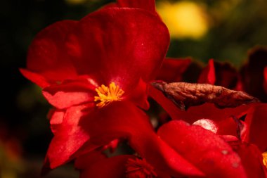 Canlı kırmızı Begonya çiçeği, yakın plan altın erkekli, dramatik ışık, ve doğa, bahçe ve çiçek tasarımı temaları için zengin zıtlık.