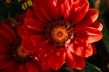 İki canlı kırmızı Gazania çiçeğinin yakın çekimi. Güneş ışığında altın merkezleri, bulanık yeşil yapraklar ve sarı çiçeklerle çevrili..