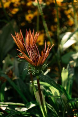 Canlı bir turuncu kır çiçeğinin doğal ışık altında yakın çekimi, botanik, doğa ve çiçek tasarımı teması için mükemmel.