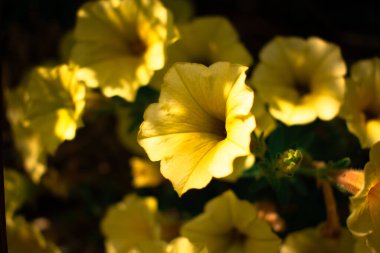 Bahçedeki sarı çiçekler