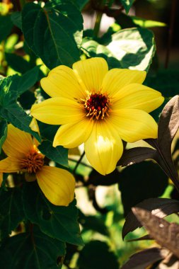 Koyu kahverengi merkezli canlı sarı çiçekler, güneş ışığı ve örtüşen, yemyeşil yapraklara karşı kurulmuş, ılık, yaz cazibesine sahip