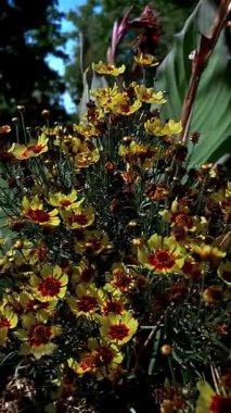 Kırmızı-turuncu merkezli sarı papatya benzeri çiçekler yoğunluğu canlı, renkli bir çiçek deseni ve doğal yaz arkaplanı oluşturur..