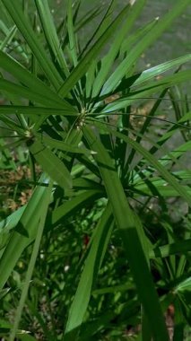 Merkezden yayılan uzun, sivri yeşil yapraklı tropikal bir bitkinin yakın açılı görüntüsü yoğun, dokulu, keskin odaklı ve yemyeşil bir doğal detay oluşturuyor..