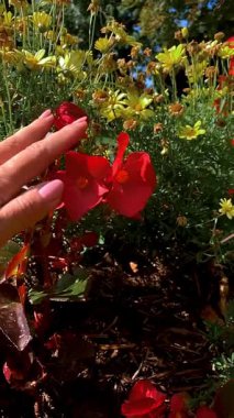 Canlı kırmızı bir çiçeğe yakın plan 5 taç yaprağı ve sarı merkezli, daha küçük sarı papatya benzeri çiçeklerle çevrili, renkli bir çiçek tarhı, dikey biçimde keskin bir şekilde odaklanmış.