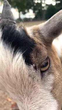 Yeşil çitin yakınındaki bir insanın elinden otları yiyen küçük beyaz ve kahverengi bir keçinin yüksek açılı görüntüsü. Parlak doğal ışık, dost bir çiftlik ya da evcil hayvan çiftliği etkileşimini vurguluyor.