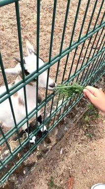 Yeşil çitin yakınındaki bir insanın elinden otları yiyen küçük beyaz ve kahverengi bir keçinin yüksek açılı görüntüsü. Parlak doğal ışık, dost bir çiftlik ya da evcil hayvan çiftliği etkileşimini vurguluyor.