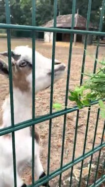 Yeşil çitin yakınındaki bir insanın elinden otları yiyen küçük beyaz ve kahverengi bir keçinin yüksek açılı görüntüsü. Parlak doğal ışık, dost bir çiftlik ya da evcil hayvan çiftliği etkileşimini vurguluyor.