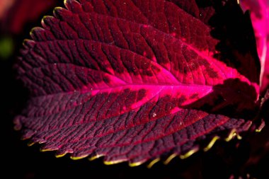 Canlı kırmızı ve pembe tırtıklı yaprakları olan renkli koleus bitkisi, canlı bir bahçe sahnesinde gür dokular ve süslü bir güzellik sergiliyor..