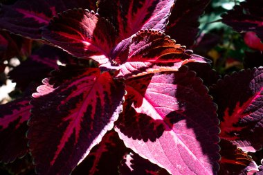 Canlı kırmızı ve pembe tırtıklı yaprakları olan renkli koleus bitkisi, canlı bir bahçe sahnesinde gür dokular ve süslü bir güzellik sergiliyor..