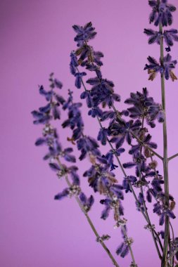 Lavandula spp (Lavandula spp) Yumuşak, mor bir arka planı var. Görüntü, lavanta tomurcukları ve gövdelerinin ince, bulanık dokusunu yakalar ve karmaşık ayrıntılarını vurgular..