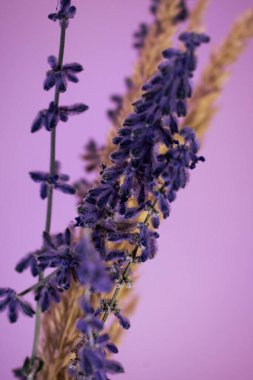 Yumuşak mor zemin üzerinde lavanta ve altın buğday tomurcukları, doğal güzelliği ve zıt dokuları vurgulayan zarif ve minimalist bir kompozisyon oluşturur..