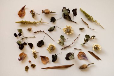 Beyaz arka planda solmuş çiçek ve yaprakların modern tasarımı. Düz yatıyordu. Kuru bitkilerin üst görüntüsünün şık bileşimi. Doğa renklerinde zarif, soyut desenler. Güzel poster, yazdır.