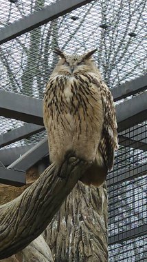 Hayvanat bahçesindeki baykuş