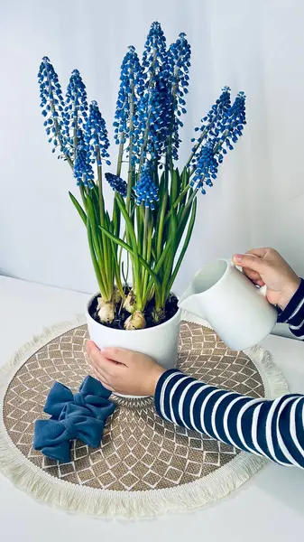 Çocuklar bir tencereyi çiçek açan muscari ve üzüm sümbülleriyle sularlar. Bitki, örülmüş yuvarlak bir peçeteyle süslenmiş bir masanın üzerinde duruyor. Yakınlarda koyu mavi kumaştan yapılmış bir yay var..