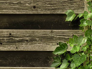 Eskimiş ahşap kalaslarla kaplanmış klasik bir arka plan. Yeşil sarmaşık yaprakları kenarlarda büyürler ve kırsal alana doğanın dokunuşunu eklerler.. 