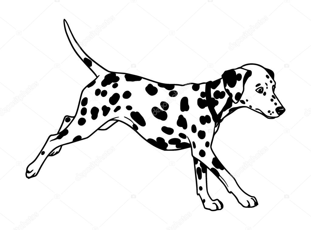 Vector Black and white Dalmatian dog