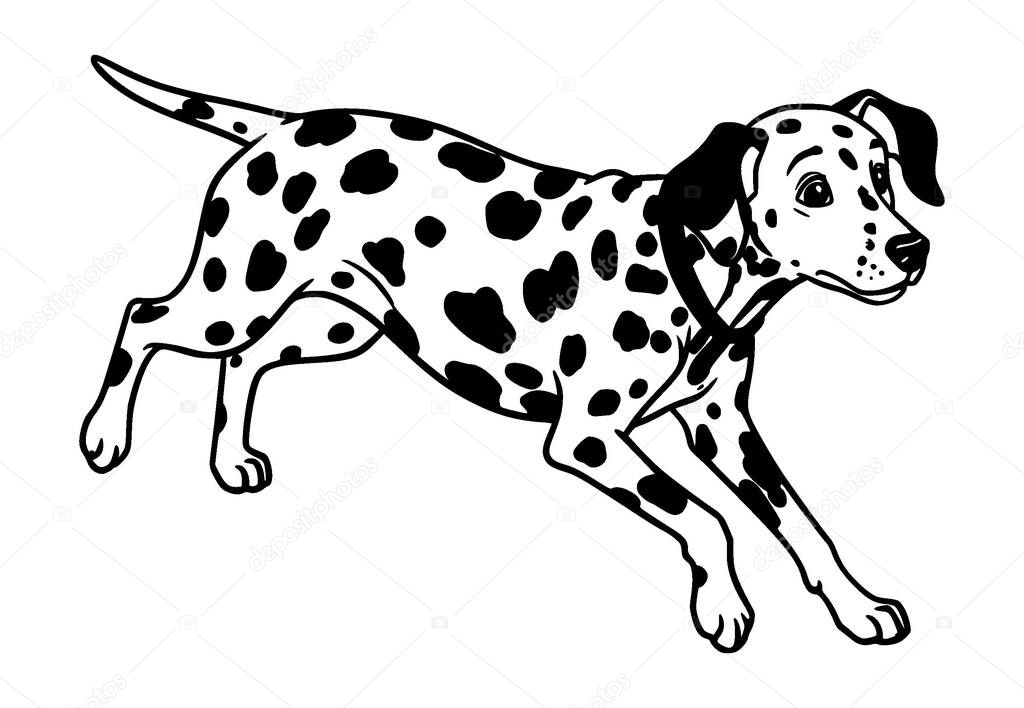 Vector Black and white Dalmatian dog