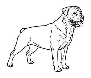 Beyaz arkaplanda Rottweiler köpeğinin vektör çizimi 