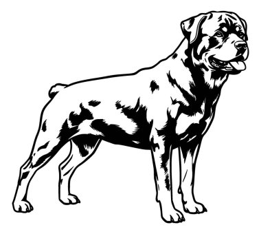 Beyaz arkaplanda Rottweiler köpeğinin vektör çizimi 