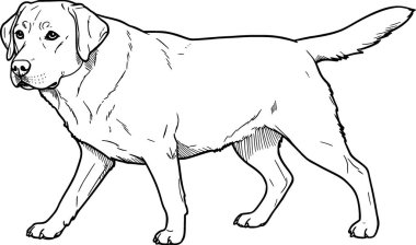 Labrador Retriever köpek vektörünün taslağı