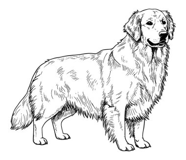 Golden retriever köpeği, vektör illüstrasyonu, oyma, vektör