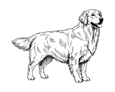 Golden Retrieve köpek vektör çizimi