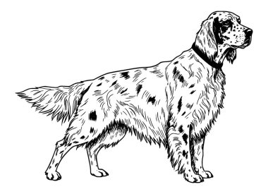 Bir İngiliz Setter köpeğinin vektör hayvan taslağı
