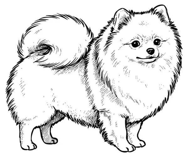 Pomeranian Spitz 'in vektör köpeği
