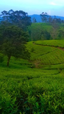 Dağları ve çay tarlası olan güzel, taze bir manzara.