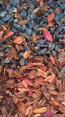 Sonbahar yapraklarının çekici dokusu, sonbahar mevsimi 