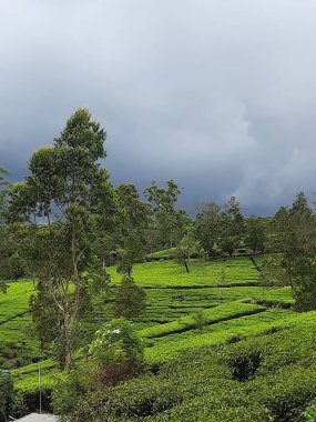 Yeşil çay tarlasında sisli ve yağmurlu bir iklim
