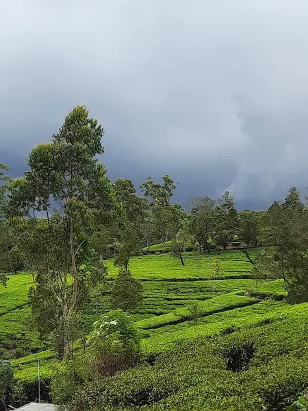 Yeşil çay tarlasında sisli ve yağmurlu bir iklim